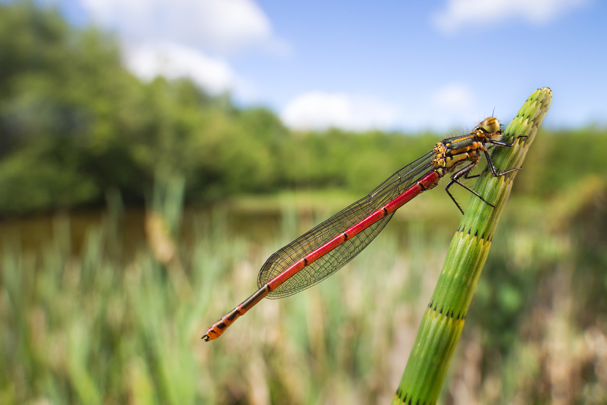 Large Red Damselfly wideangle 4